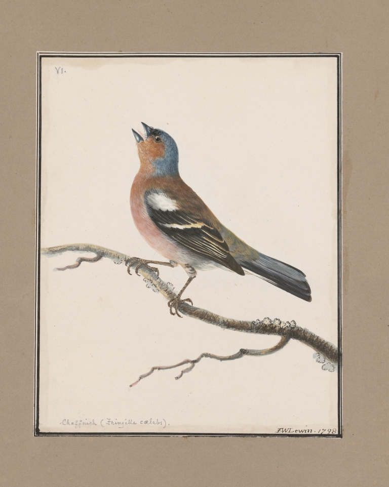 Original water-colour drawings of birds and eggs Pl.06 by John William Lewin