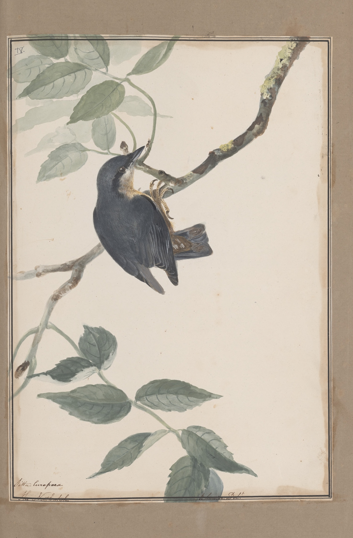 Original water-colour drawings of birds and eggs Pl.38 by John William Lewin