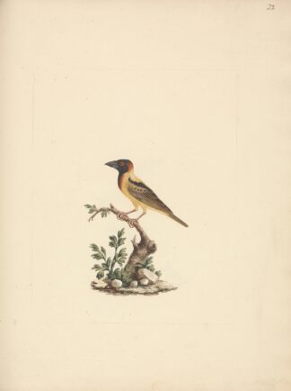 Oriolus monacha by Luigi Balugani