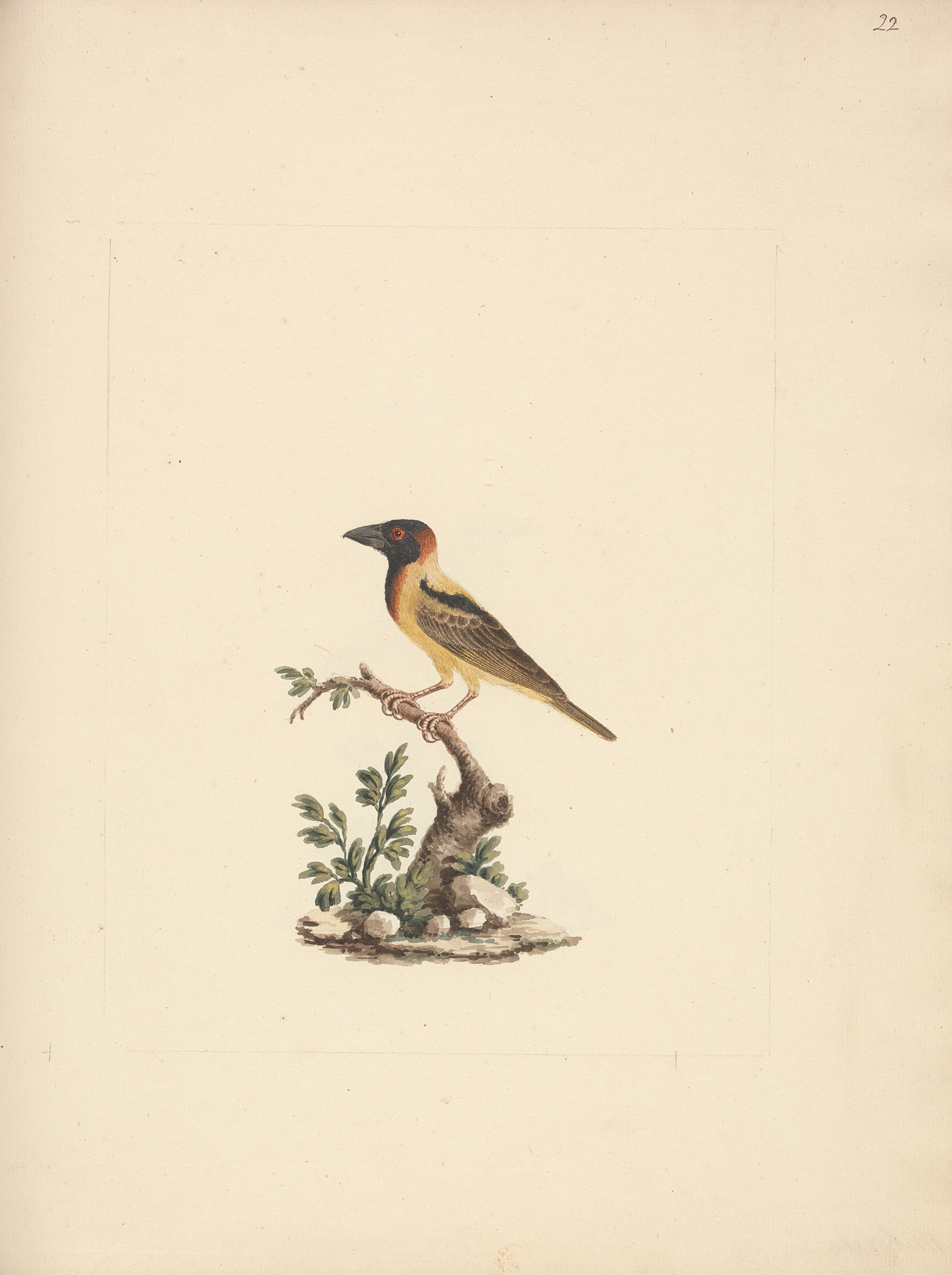 Oriolus monacha by Luigi Balugani