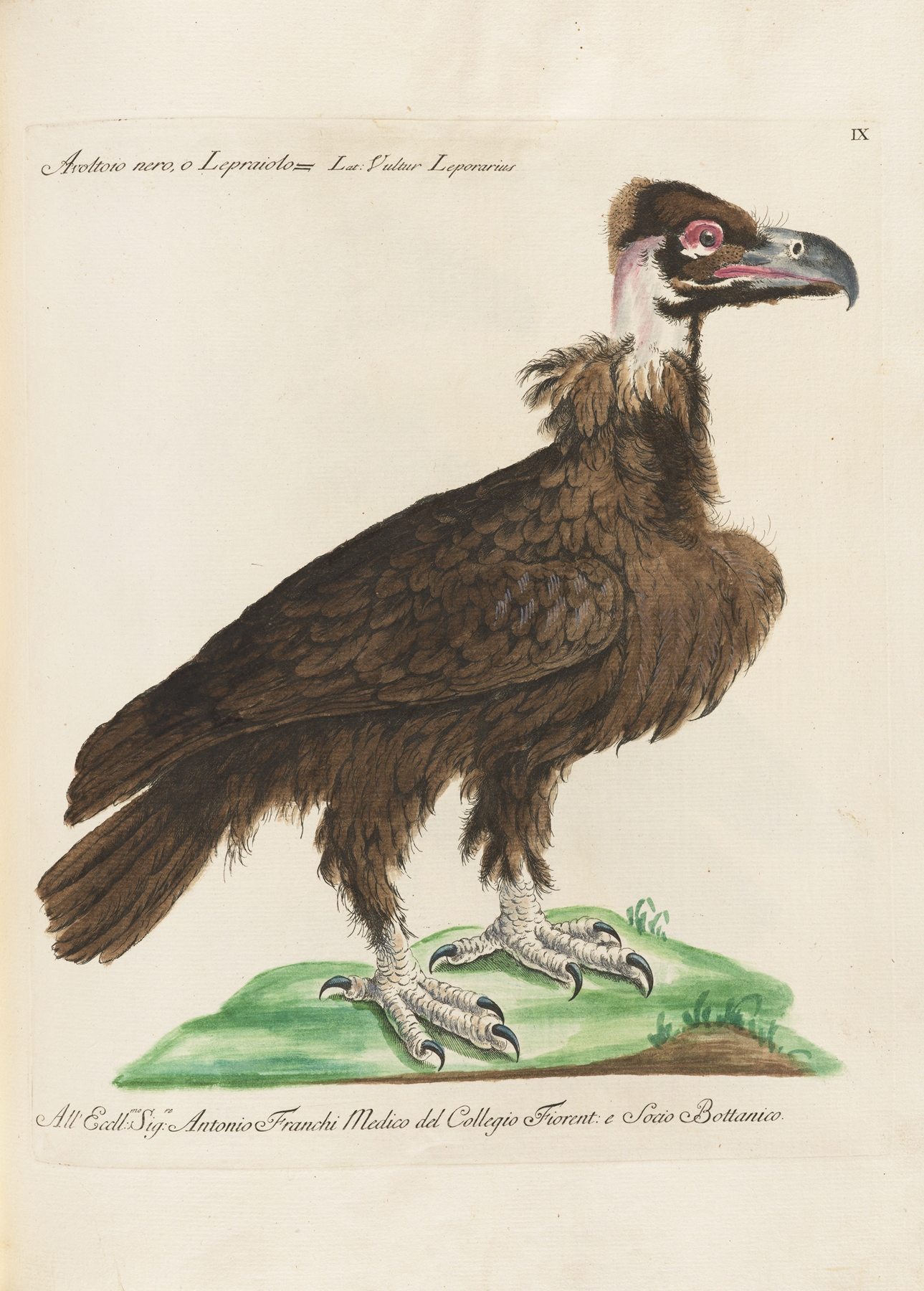 Ornithologia methodice digesta Pl.009 by Saverio Manetti