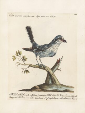 Ornithologia methodice digesta Pl.053 by Saverio Manetti
