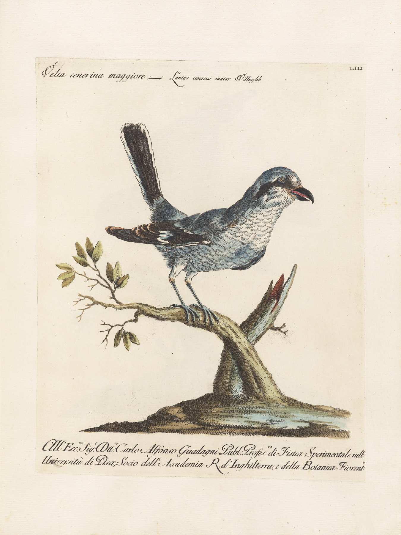 Ornithologia methodice digesta Pl.053 by Saverio Manetti