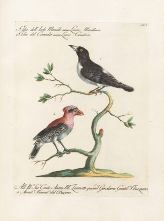 Ornithologia methodice digesta Pl.062 by Saverio Manetti