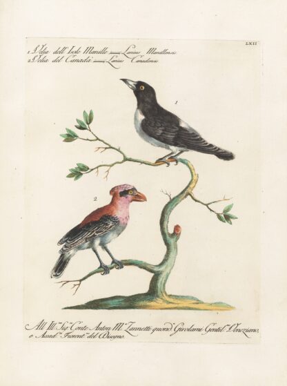 Ornithologia methodice digesta Pl.062 by Saverio Manetti