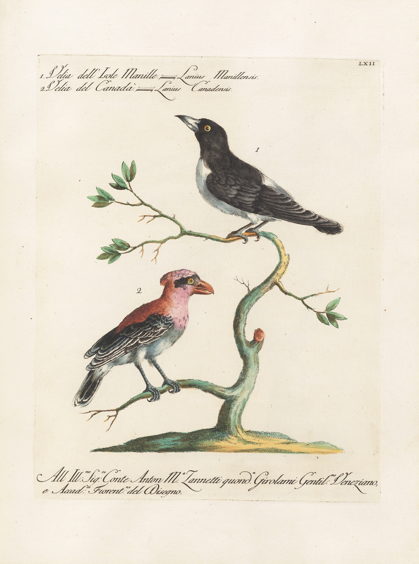 Ornithologia methodice digesta Pl.062 by Saverio Manetti