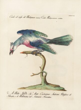 Ornithologia methodice digesta Pl.077 by Saverio Manetti