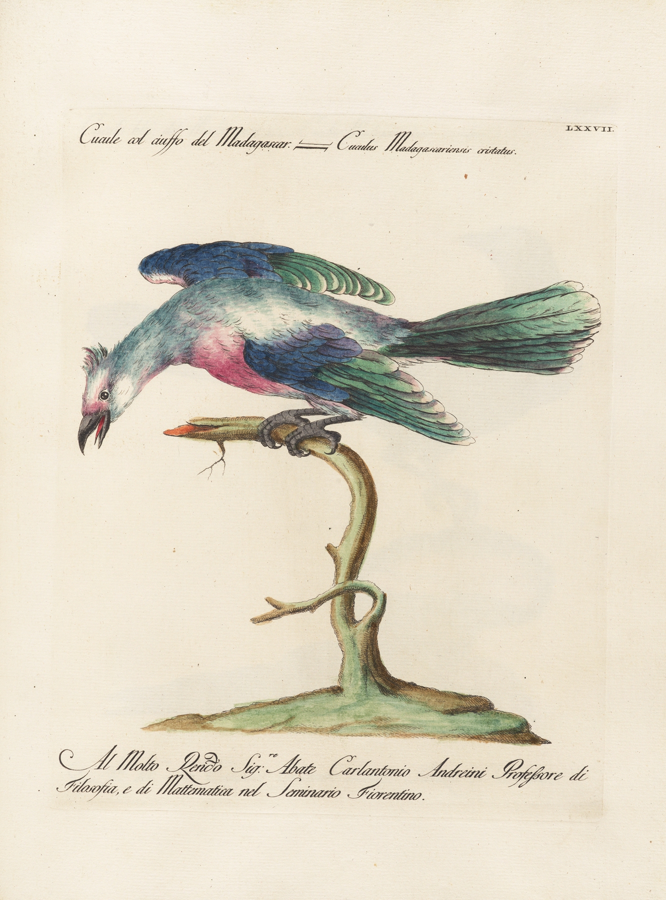 Ornithologia methodice digesta Pl.077 by Saverio Manetti