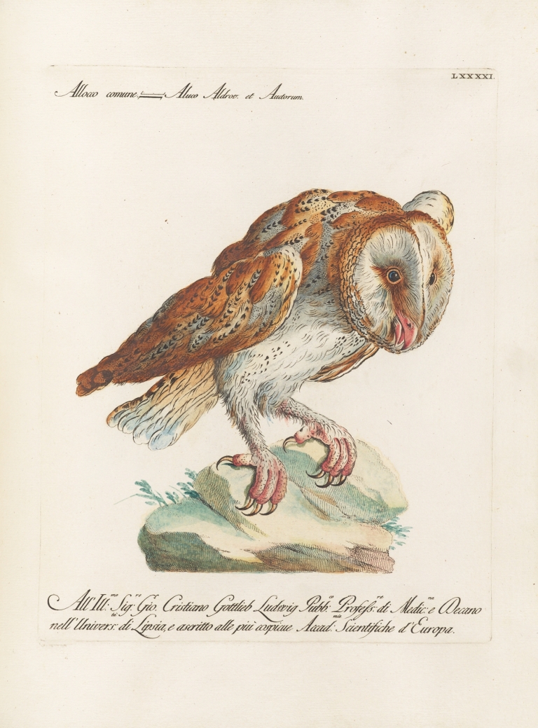Ornithologia methodice digesta Pl.091 by Saverio Manetti