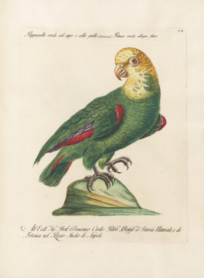 Ornithologia methodice digesta Pl.110 by Saverio Manetti