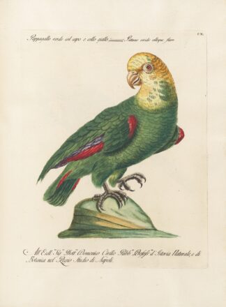 Ornithologia methodice digesta Pl.110 by Saverio Manetti
