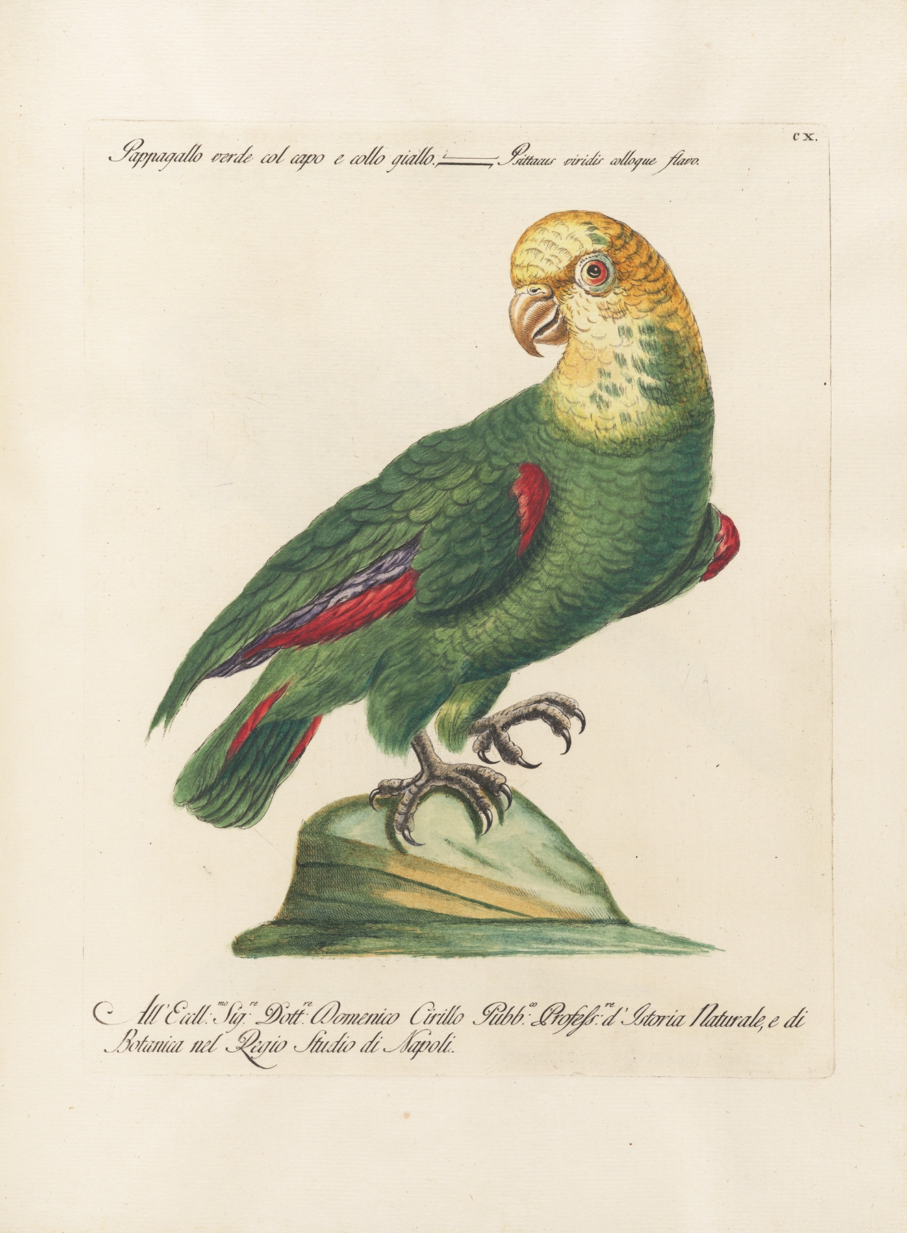 Ornithologia methodice digesta Pl.110 by Saverio Manetti