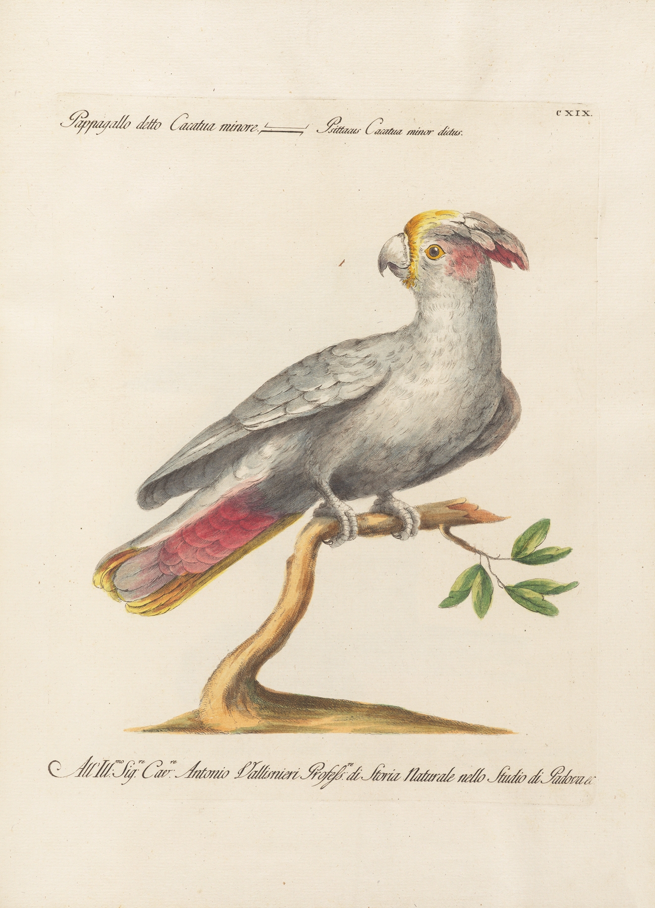 Ornithologia methodice digesta Pl.119 by Saverio Manetti