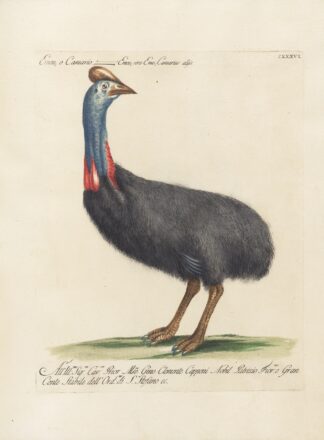 Ornithologia methodice digesta Pl.133 by Saverio Manetti