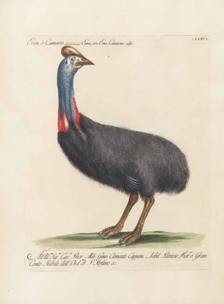 Ornithologia methodice digesta Pl.133 by Saverio Manetti