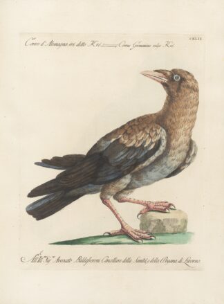 Ornithologia methodice digesta Pl.139 by Saverio Manetti
