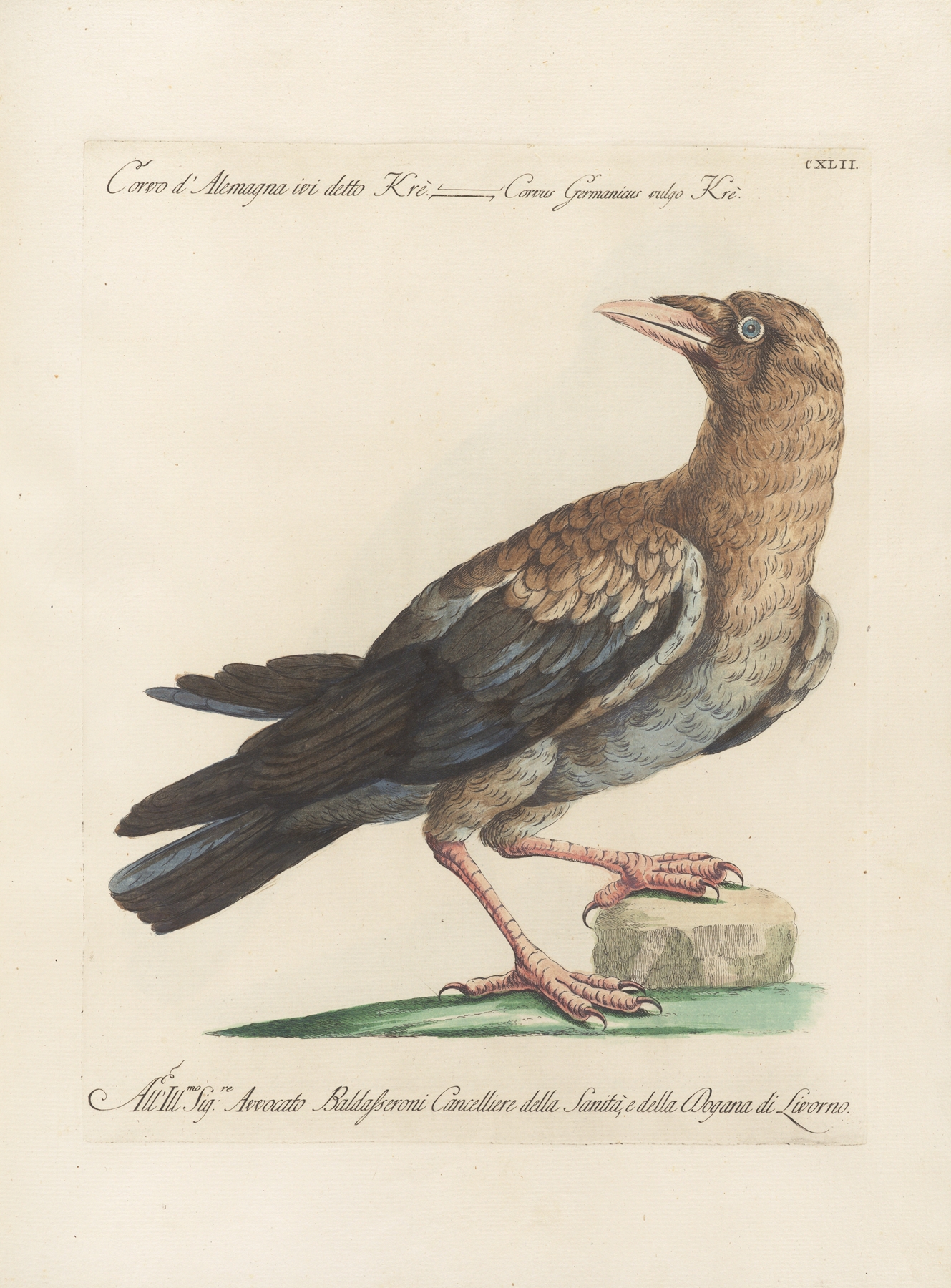Ornithologia methodice digesta Pl.139 by Saverio Manetti
