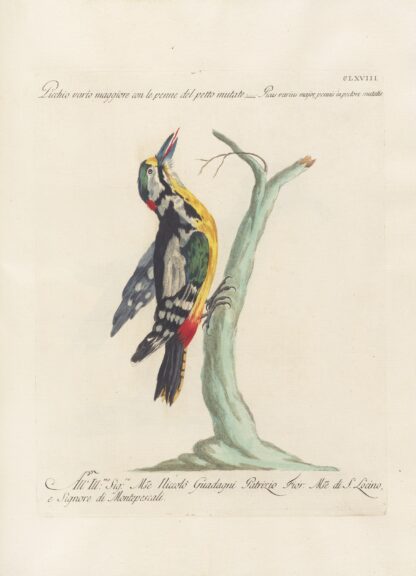 Ornithologia methodice digesta Pl.163 by Saverio Manetti