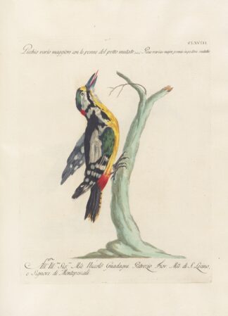 Ornithologia methodice digesta Pl.163 by Saverio Manetti