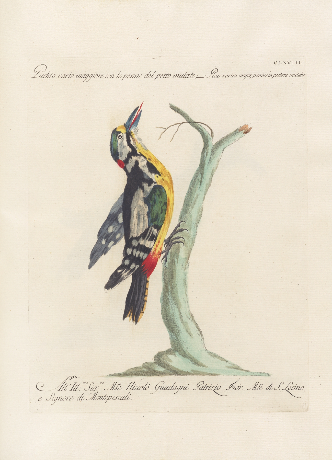 Ornithologia methodice digesta Pl.163 by Saverio Manetti