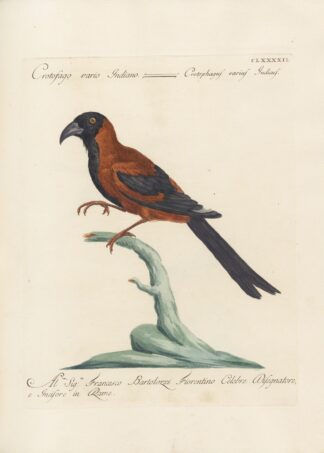 Ornithologia methodice digesta Pl.183 by Saverio Manetti