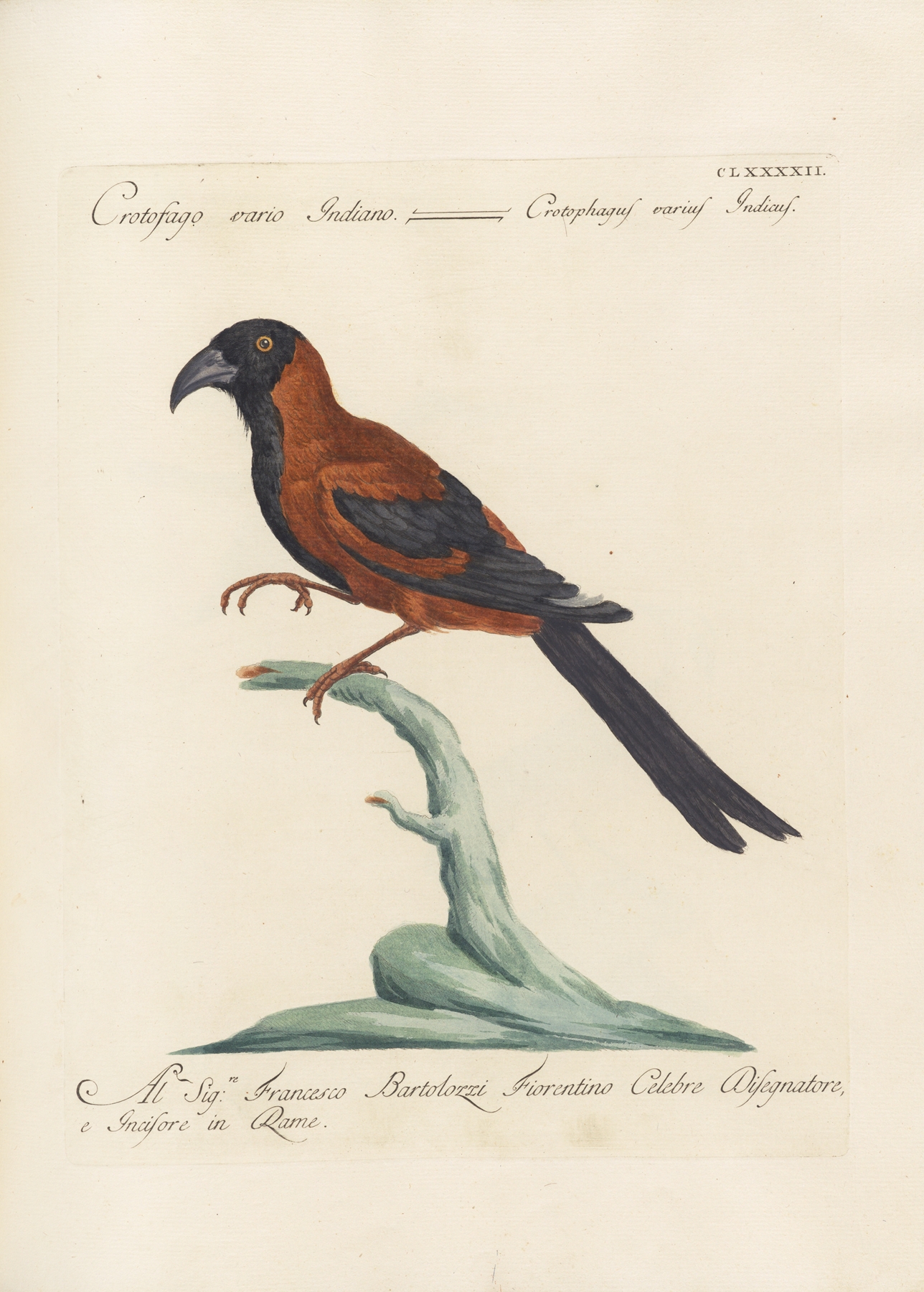 Ornithologia methodice digesta Pl.183 by Saverio Manetti