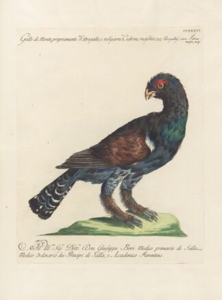 Ornithologia methodice digesta Pl.218 by Saverio Manetti