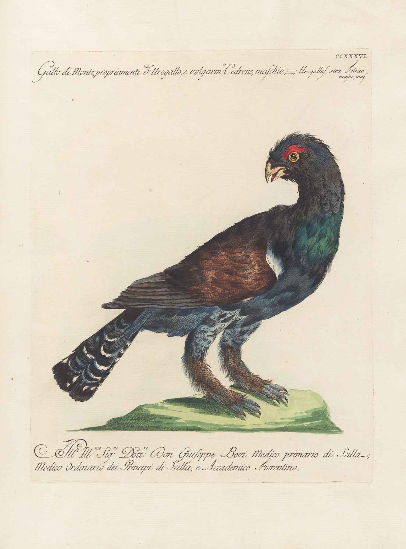 Ornithologia methodice digesta Pl.218 by Saverio Manetti