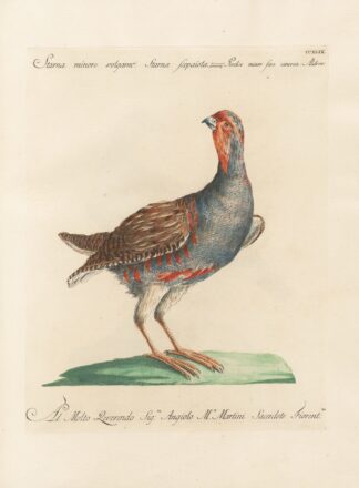 Ornithologia methodice digesta Pl.231 by Saverio Manetti