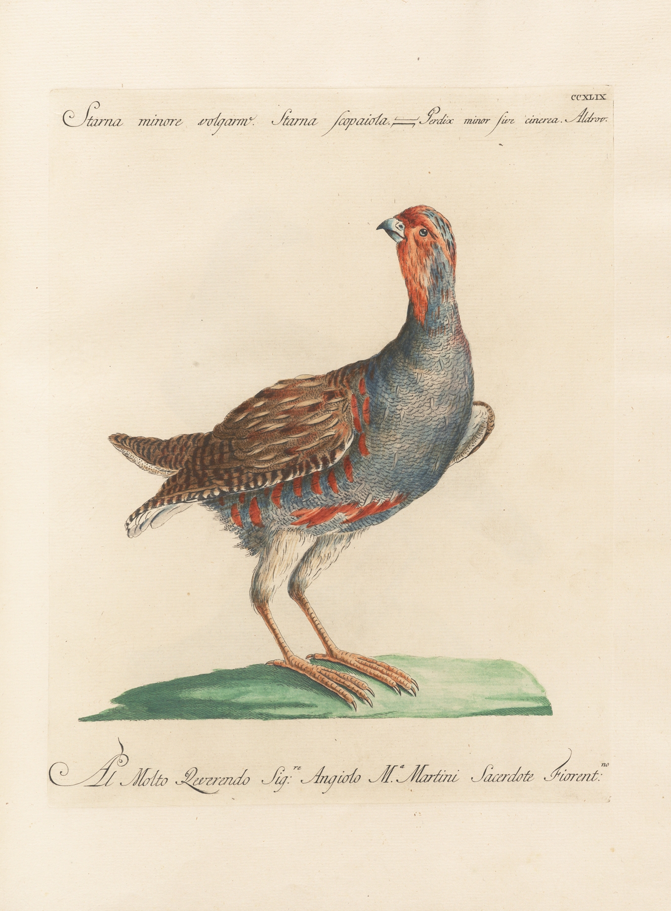 Ornithologia methodice digesta Pl.231 by Saverio Manetti