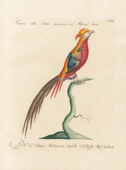 Ornithologia methodice digesta Pl.242 by Saverio Manetti