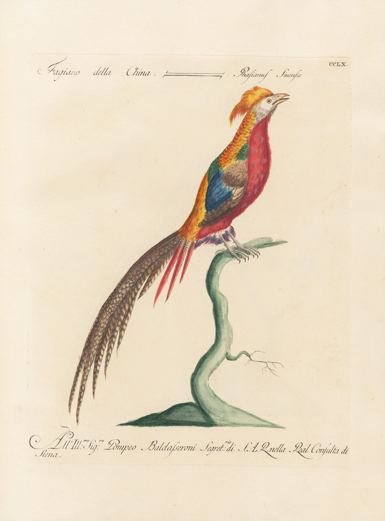 Ornithologia methodice digesta Pl.242 by Saverio Manetti