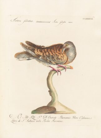 Ornithologia methodice digesta Pl.270 by Saverio Manetti