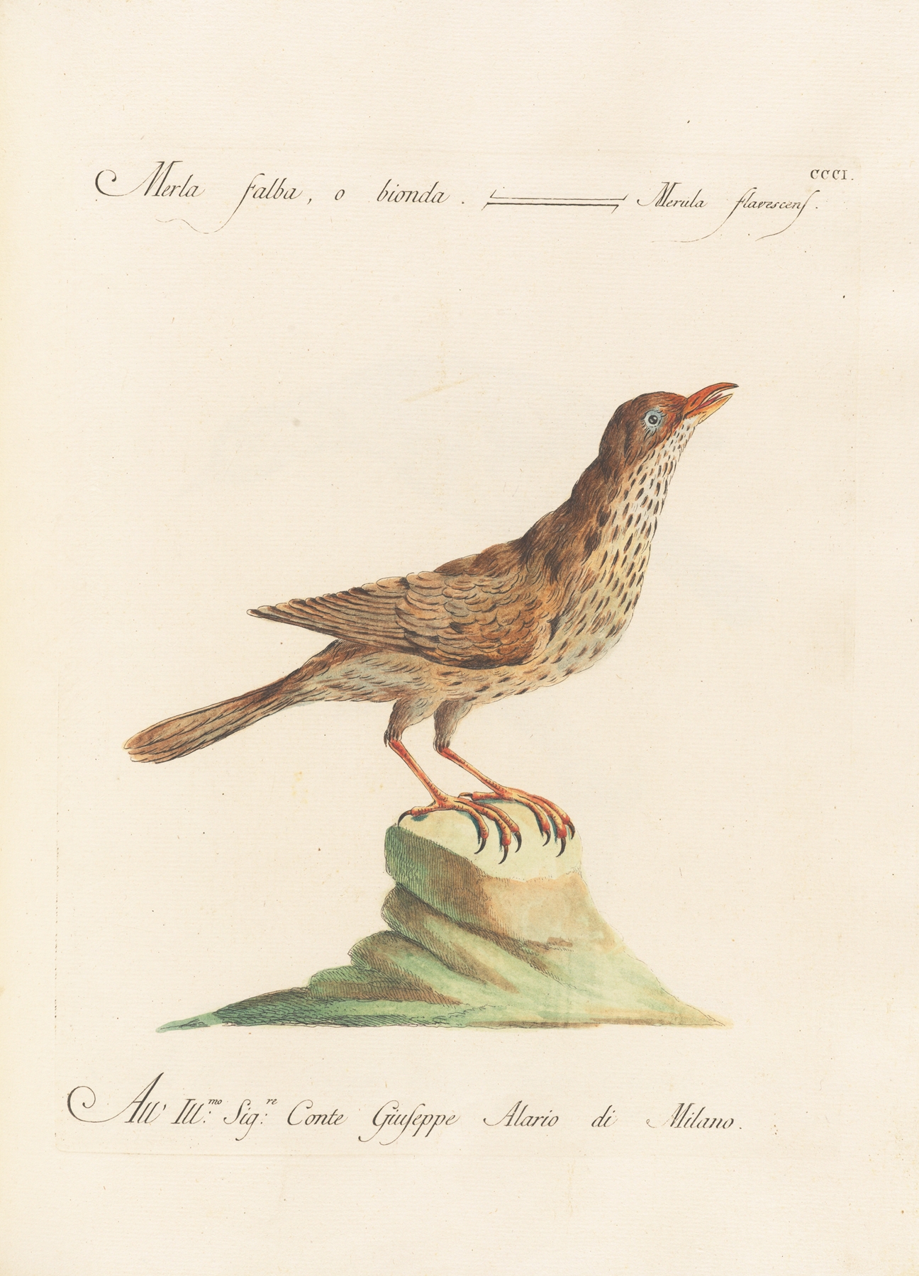 Ornithologia methodice digesta Pl.283 by Saverio Manetti