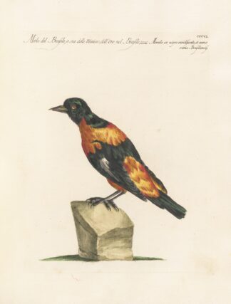 Ornithologia methodice digesta Pl.288 by Saverio Manetti