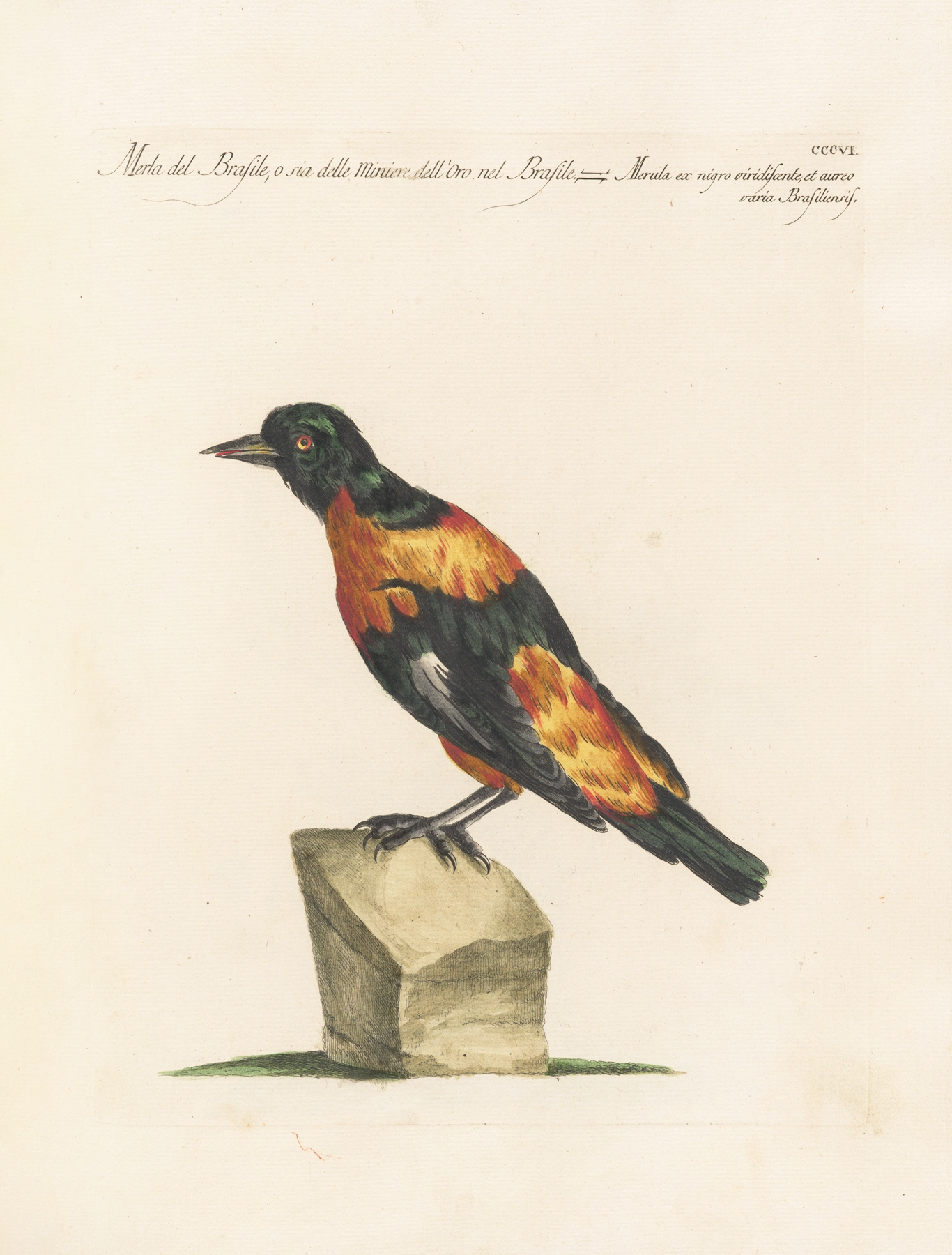 Ornithologia methodice digesta Pl.288 by Saverio Manetti