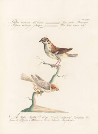 Ornithologia methodice digesta Pl.321 by Saverio Manetti