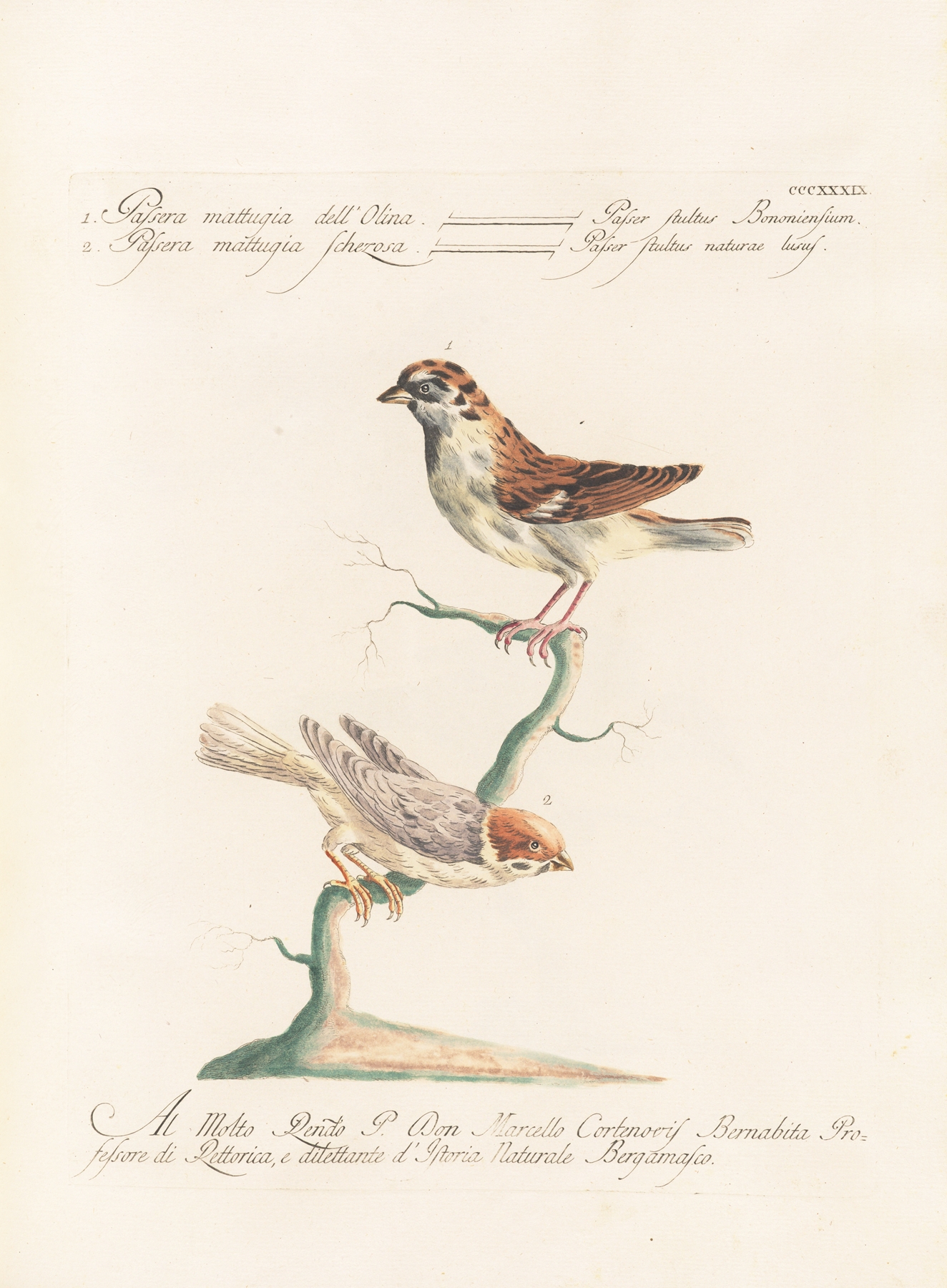 Ornithologia methodice digesta Pl.321 by Saverio Manetti