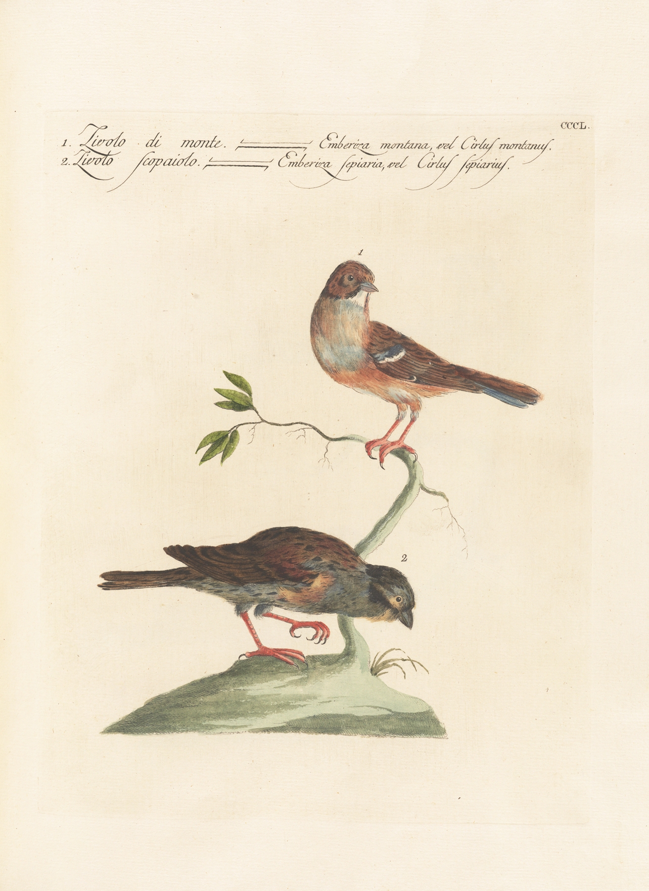 Ornithologia methodice digesta Pl.332 by Saverio Manetti