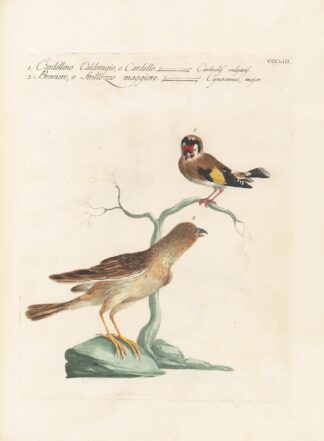Ornithologia methodice digesta Pl.335 by Saverio Manetti