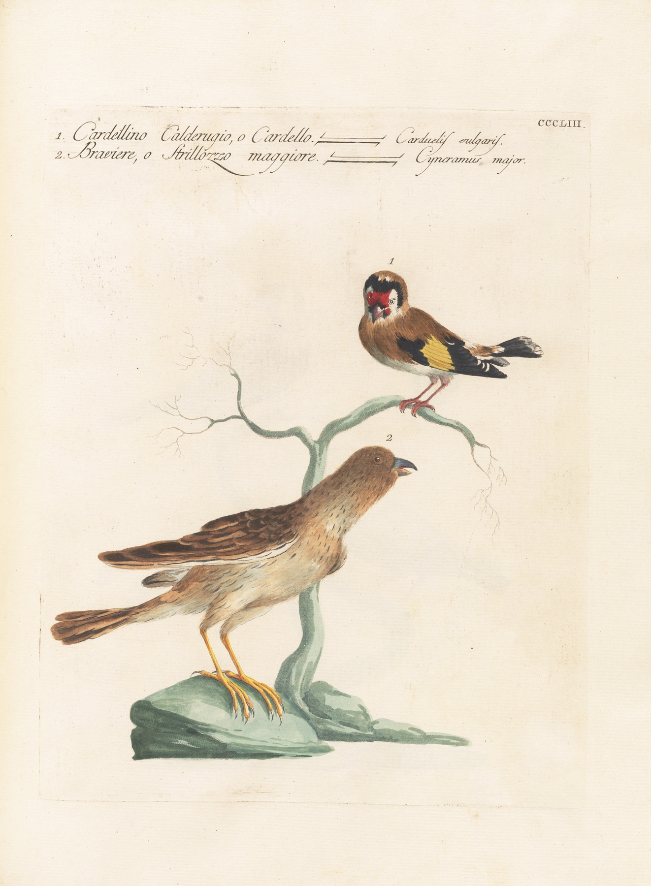 Ornithologia methodice digesta Pl.335 by Saverio Manetti