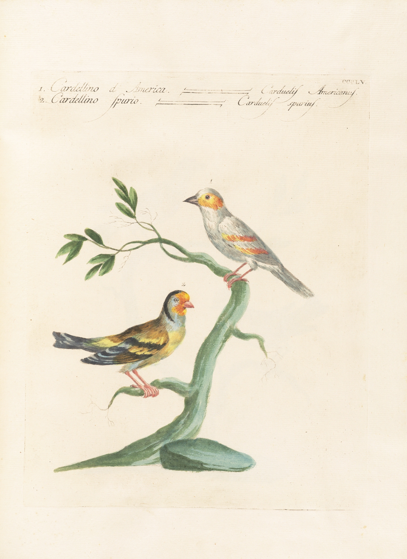Ornithologia methodice digesta Pl.337 by Saverio Manetti