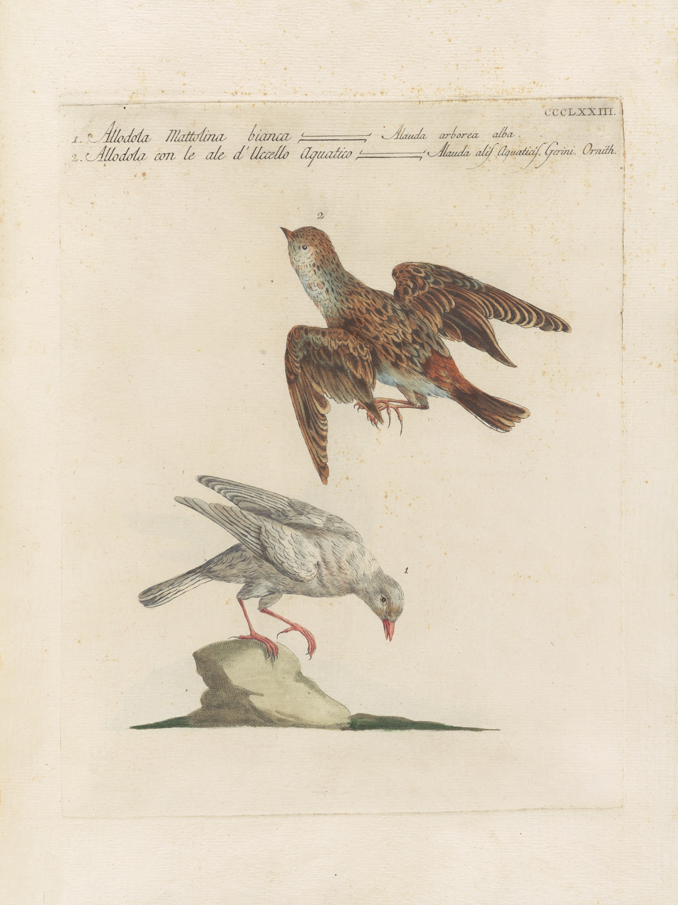 Ornithologia methodice digesta Pl.355 by Saverio Manetti