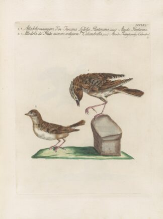 Ornithologia methodice digesta Pl.357 by Saverio Manetti