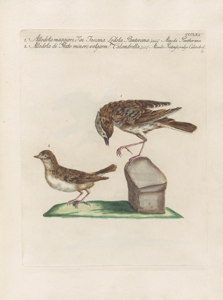 Ornithologia methodice digesta Pl.357 by Saverio Manetti