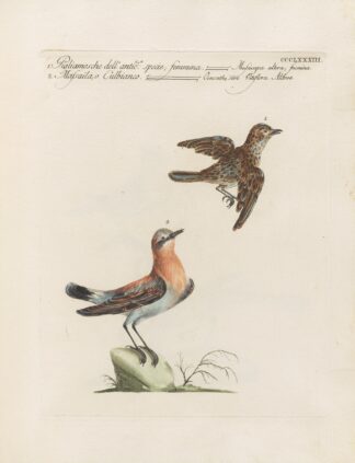 Ornithologia methodice digesta Pl.365 by Saverio Manetti