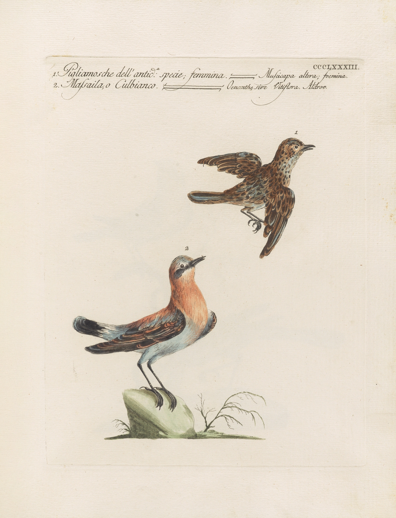 Ornithologia methodice digesta Pl.365 by Saverio Manetti