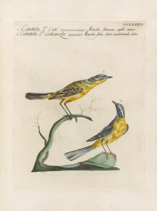 Ornithologia methodice digesta Pl.368 by Saverio Manetti