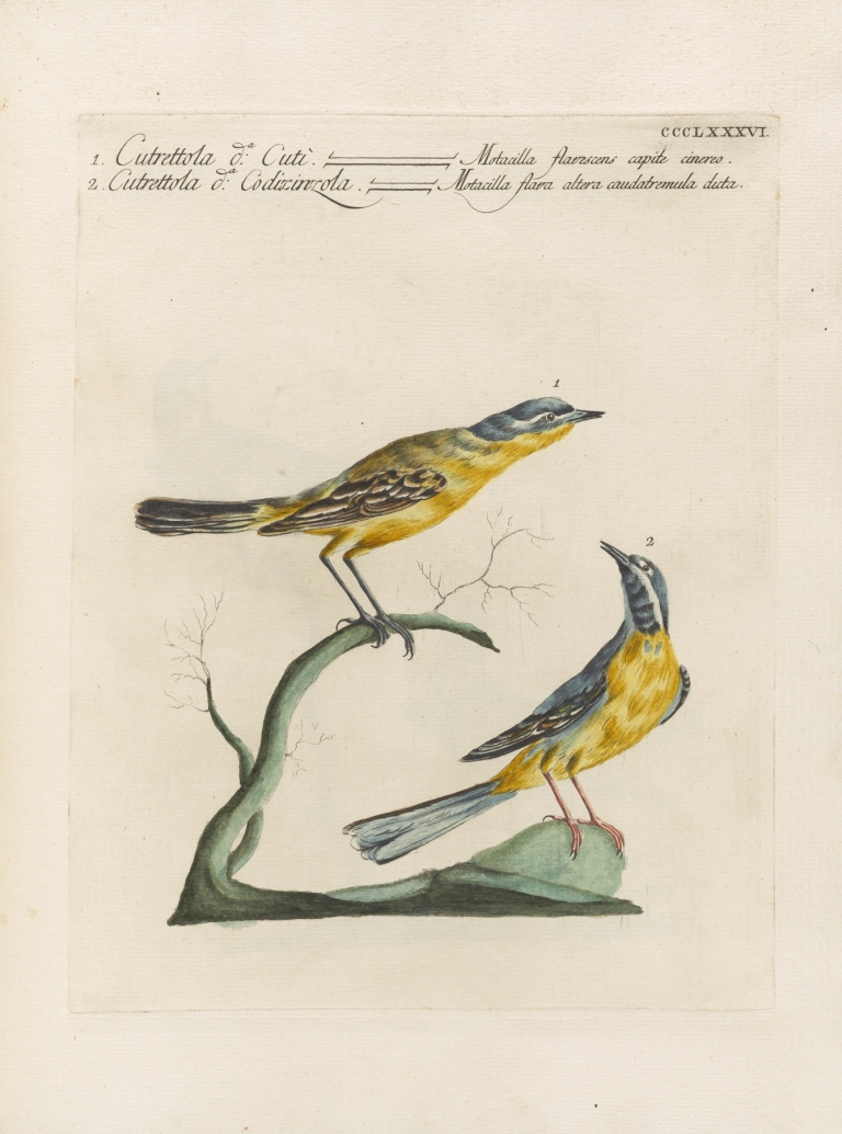 Ornithologia methodice digesta Pl.368 by Saverio Manetti