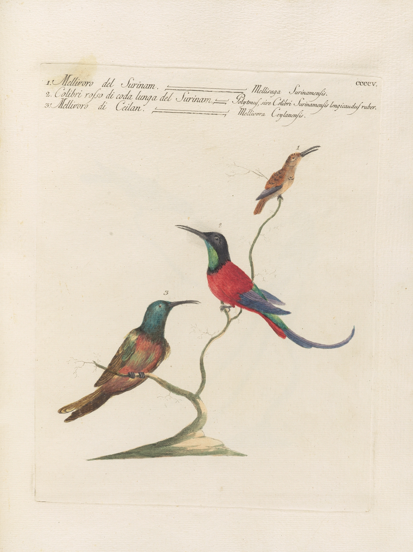 Ornithologia methodice digesta Pl.387 by Saverio Manetti